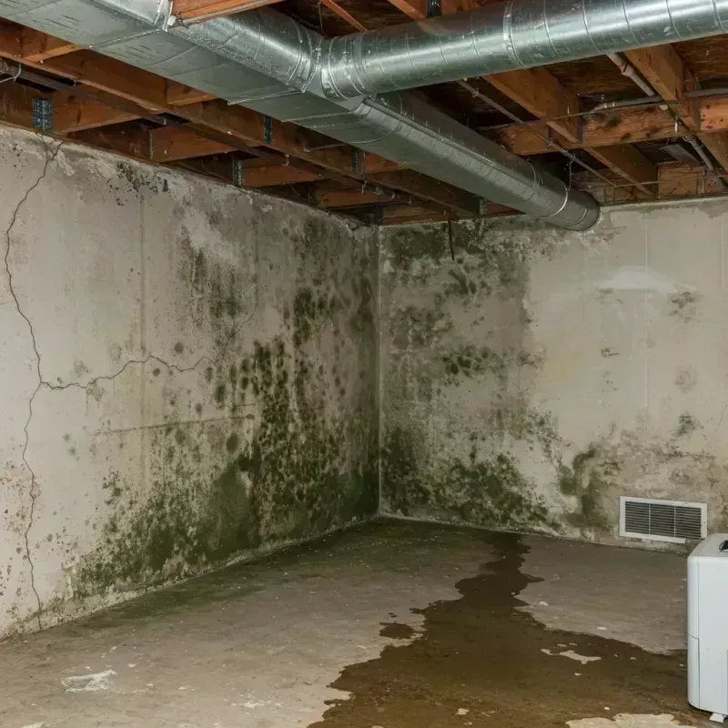 Professional Mold Removal in Bristol, NH